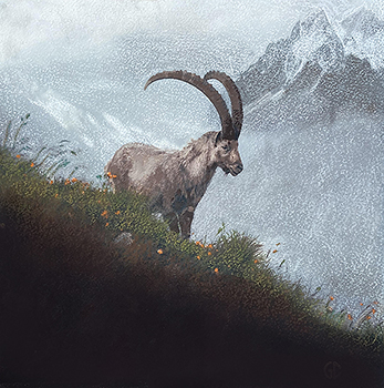 Alpine Ibex