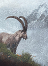 Alpine Ibex